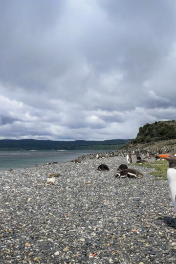 Dan kneels near penguins on an Ushuaia penguins tour
