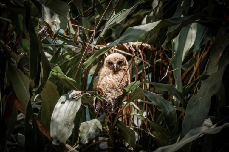 An owl spotted at Montibelli Nature Reserve