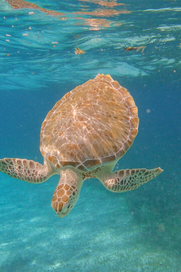Regarding a visit to Belize, snorkeling tours and excursions are some of the best things to do when you travel there