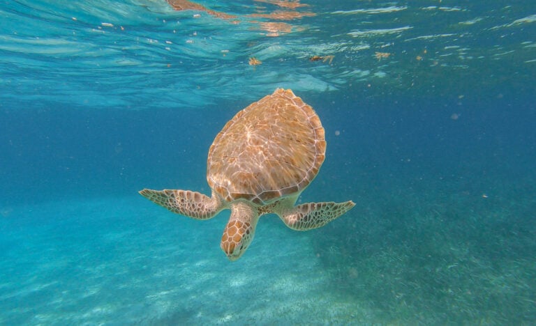 Regarding a visit to Belize, snorkeling tours and excursions are some of the best things to do when you travel there