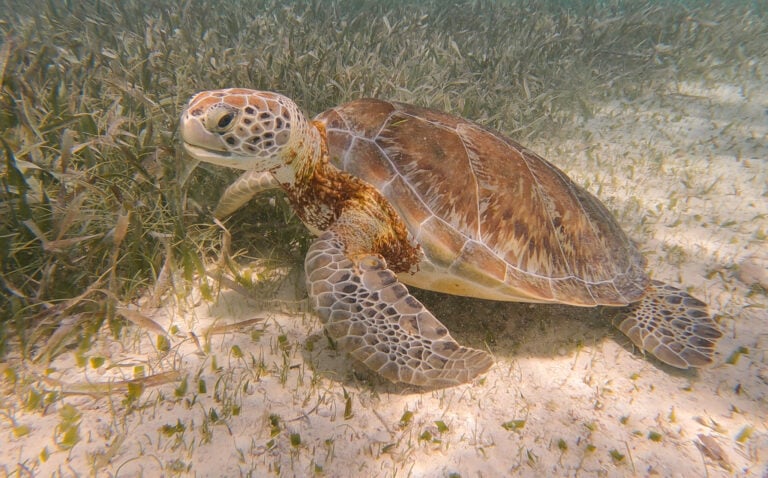 A turtle in the Hol Chan Marine Reserve seen during a Caye Caulker snorkeling tour