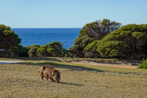 Beowa National Park (Formerly Ben Boyd National Park) Guide