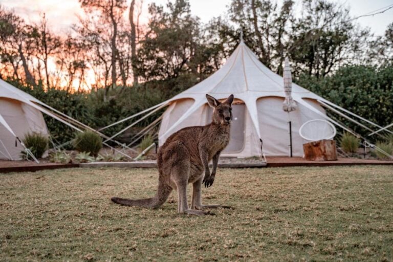 Kangaroo outside bell tent at The Cove Jervis Bay