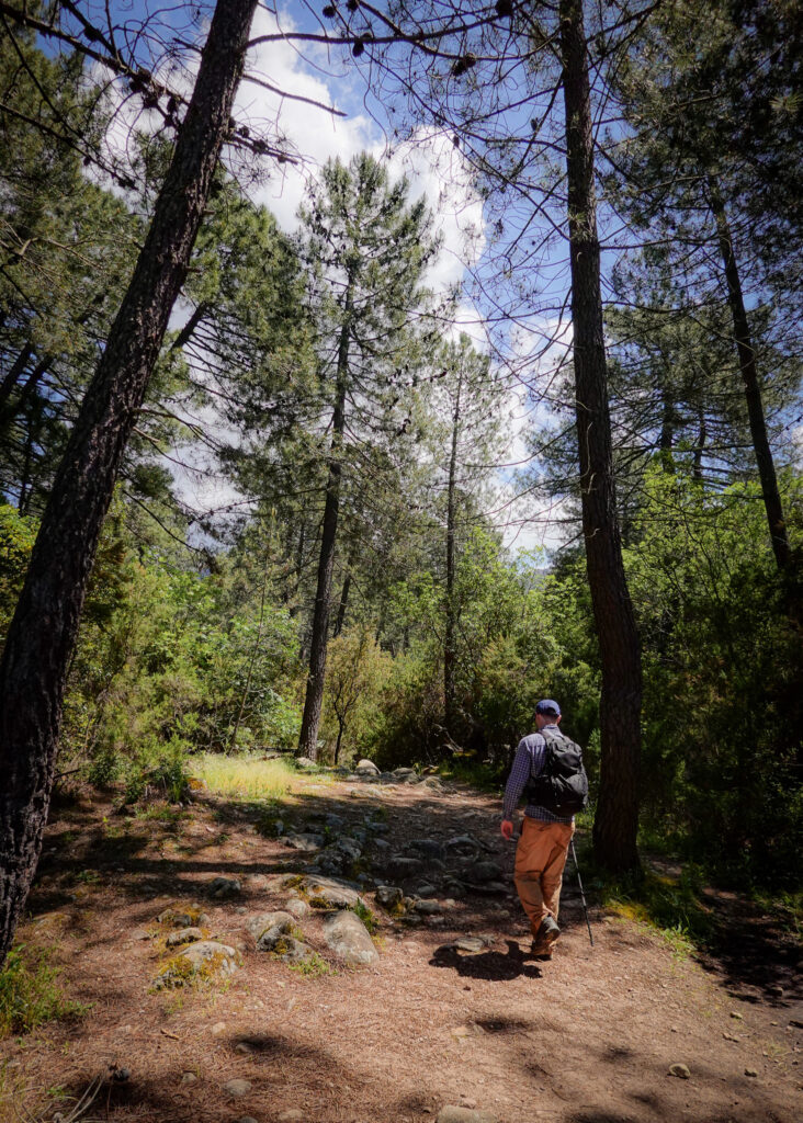 Dan walks through forest during the Calanques de Piana Hike