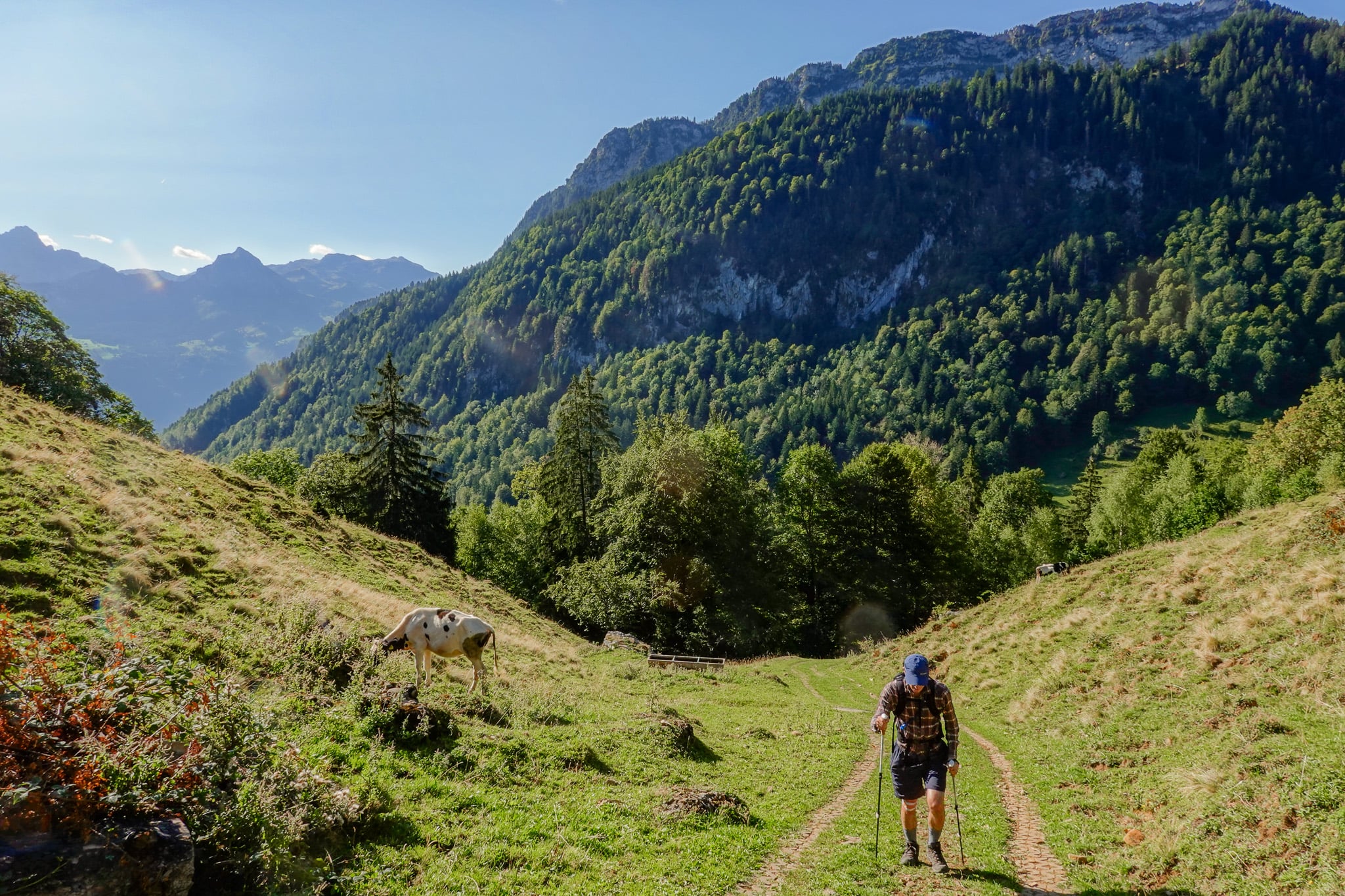 Dan walks up a trail on the Hirzli Planggenstock Hike surrounded by mountainous forest